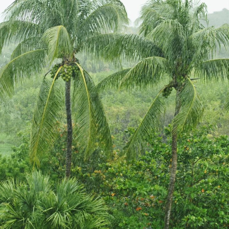 Tropical rainforest.