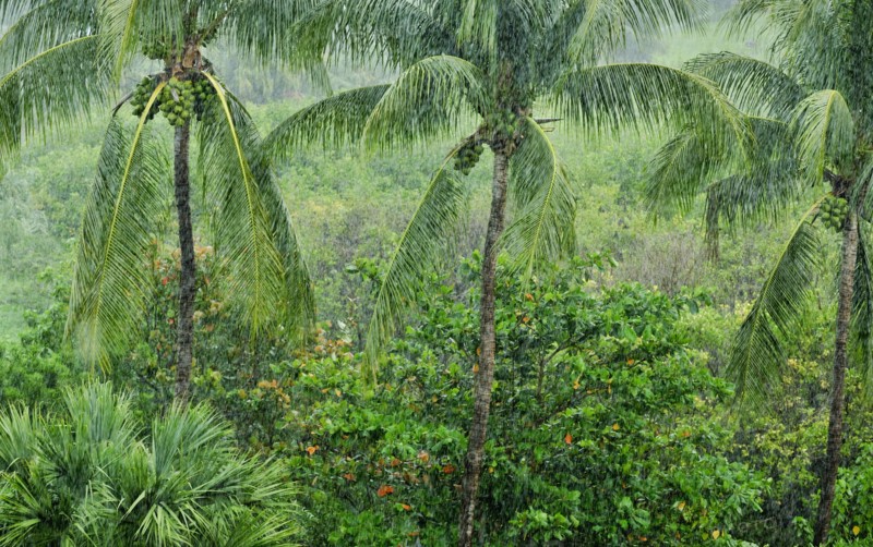 Tropical rainforest.