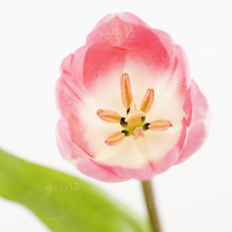 Pink tulip. Photographe : Jamie Grill