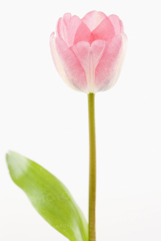 Pink tulip. Photographe : Jamie Grill