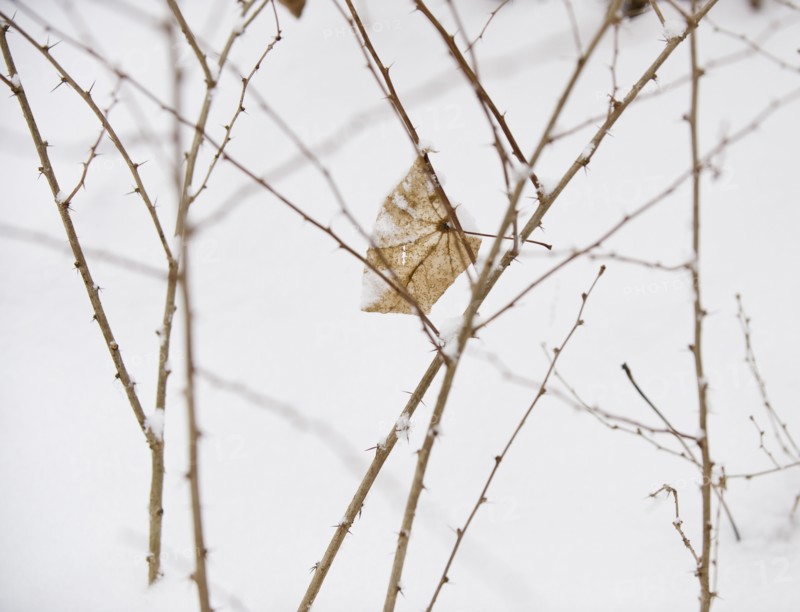 Plant in snow.