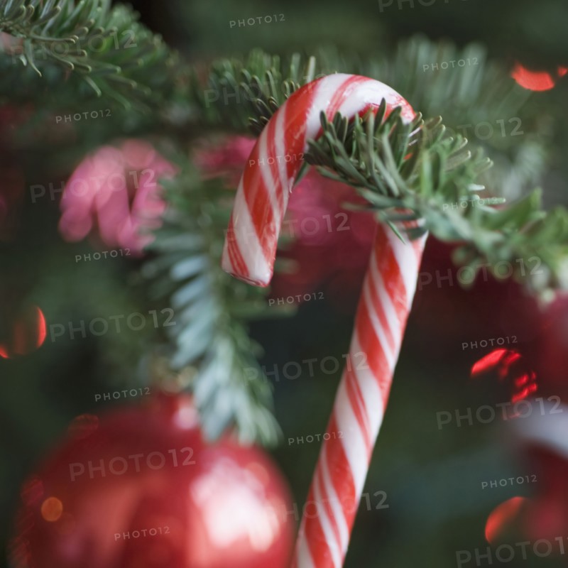 Candy cane hanging on Christmas tree.