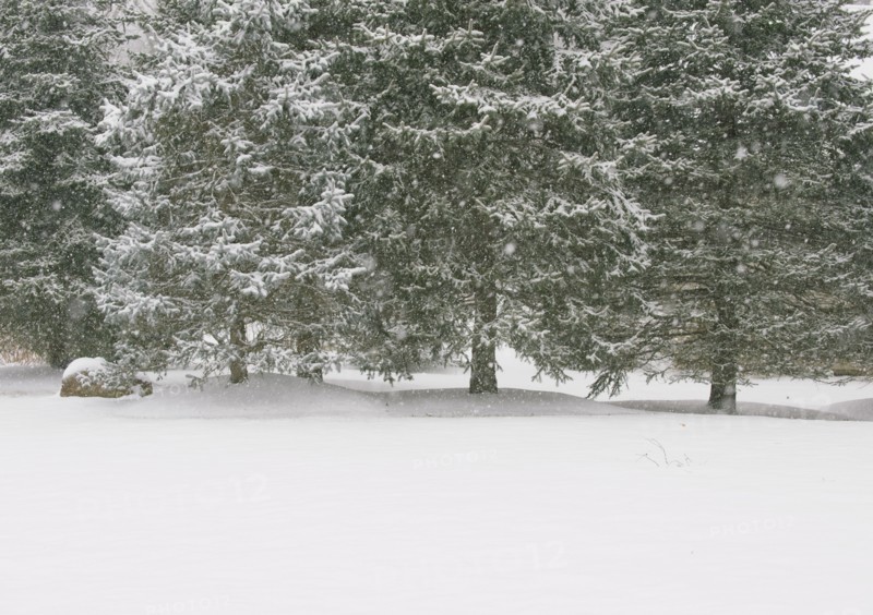 Forest in winter.