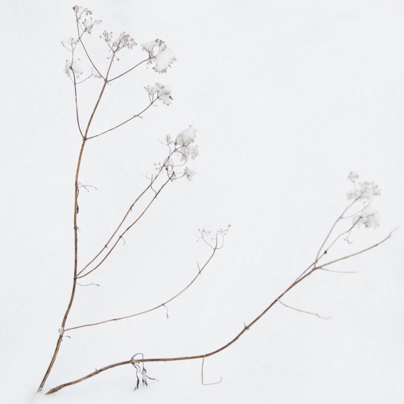 Plant in snow.