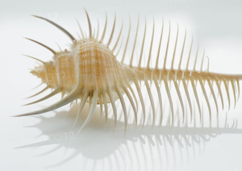 Close up of tropical shell.