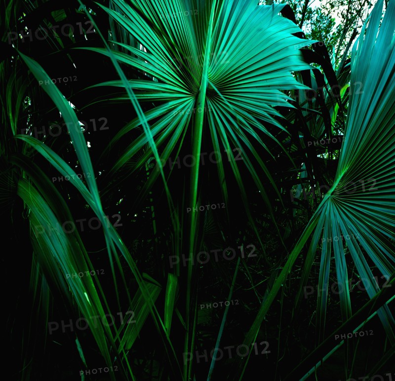 Tropical leaves, St. Thomas, US Virgin Islands.