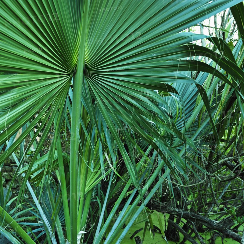Tropical leaves, St. Thomas, US Virgin Islands.