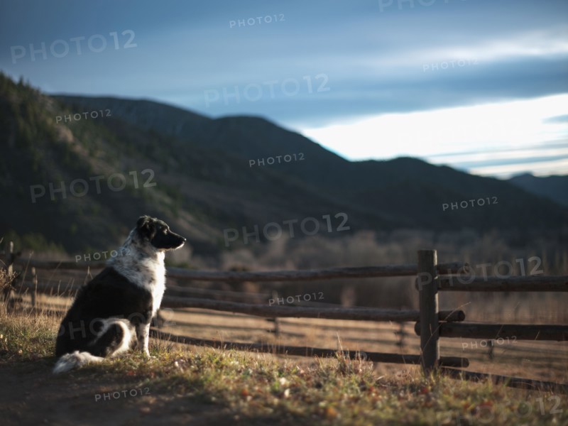 Guard dog sitting next to wooden fence, Western Colorado, USA. Photographe : Shawn O'Connor