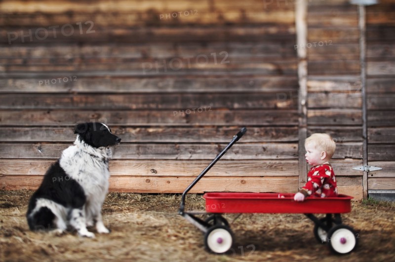 Baby sitting in cart and watching dog, Carbondale, Colorado, USA. Photographe : Shawn O'Connor