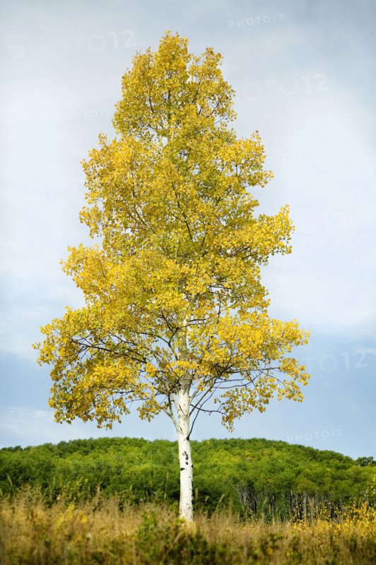 Steamboat Springs, Single tree standing on field in front of forest, Steamboat Springs, Aspen, Colorado, USA . Photographe : Shawn O'Connor