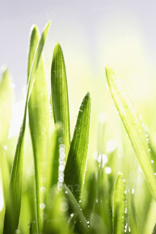 Leaves with dew, close-up. Photographe : Joe Clark