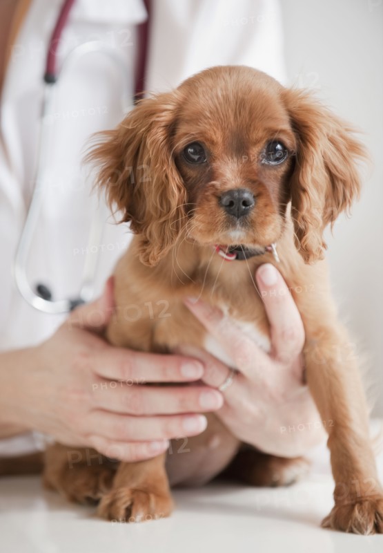 Vet holding puppy on table.