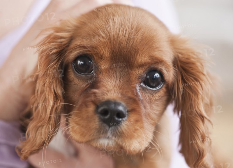 Puppy being held by woman.