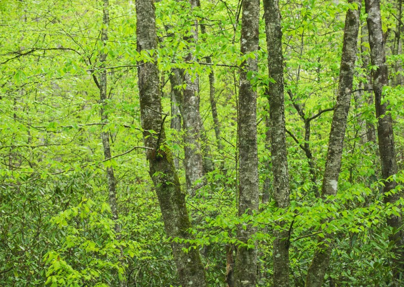 A forest of trees.