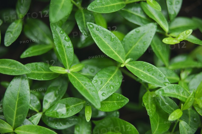 Leaves.