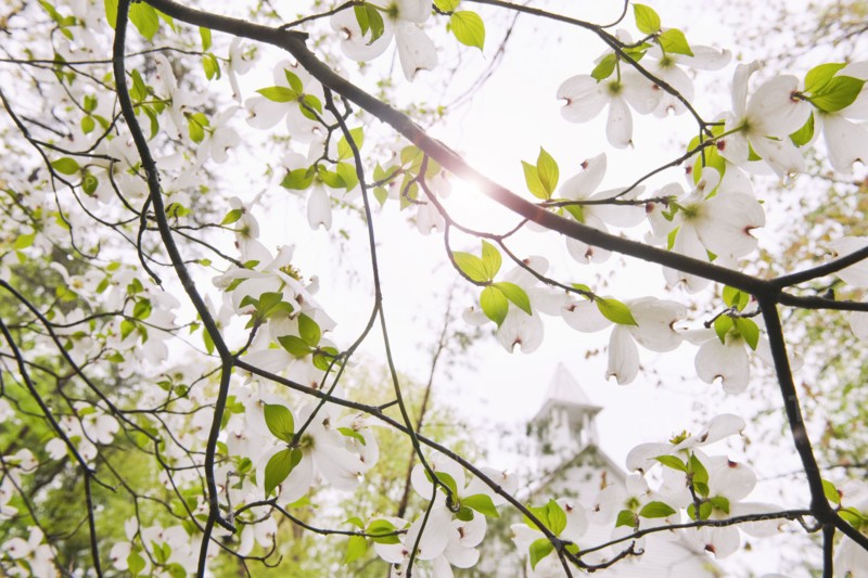Tree branches outdoors.