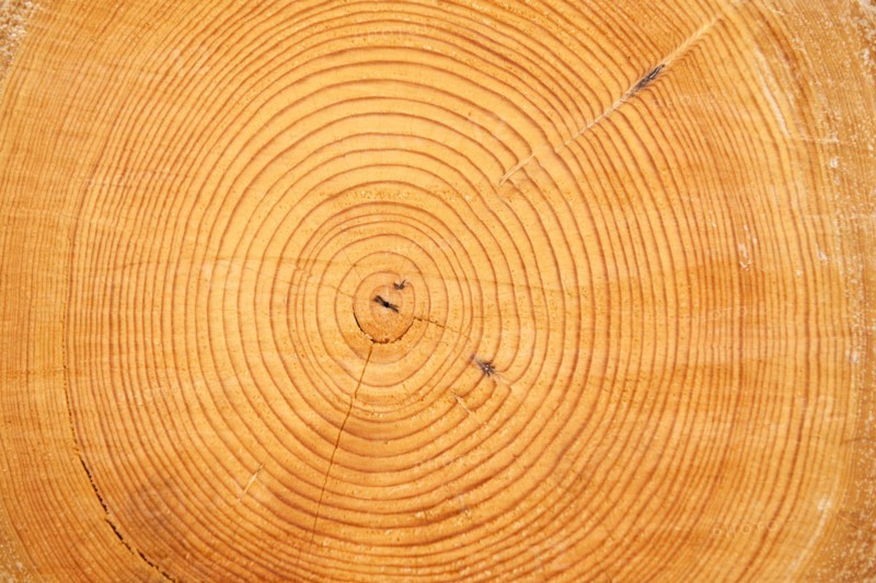 A log.