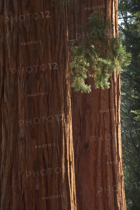 A forest of trees.
