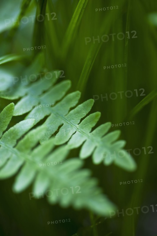 Leaves.