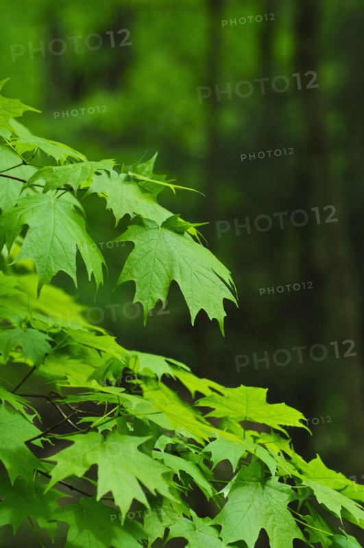 A forest of trees