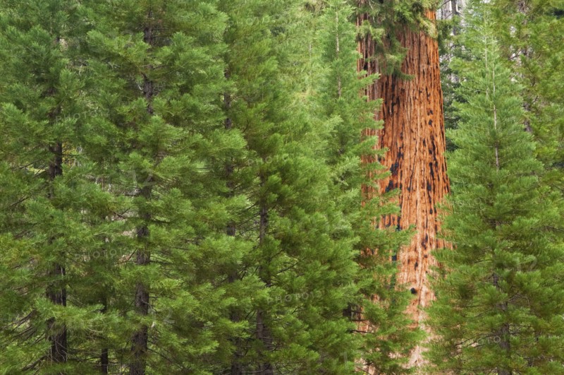 A forest of trees