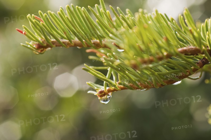 Tree branches outdoors