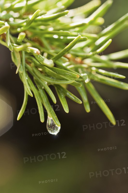 Tree branches outdoors