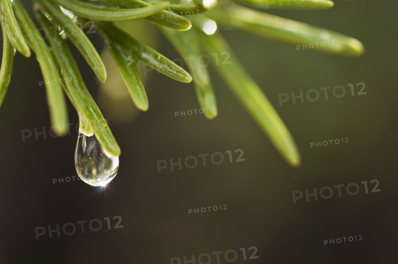 Tree branches outdoors