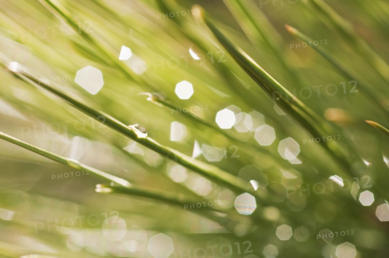 Tree branches outdoors