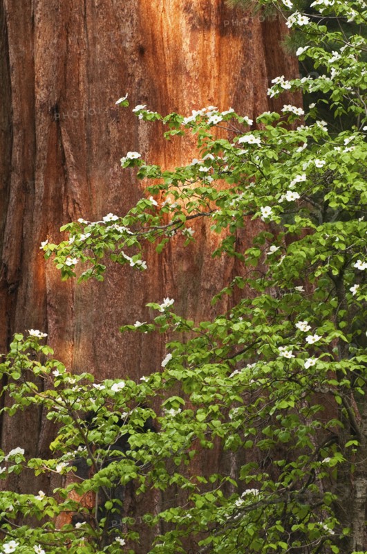 A forest of trees