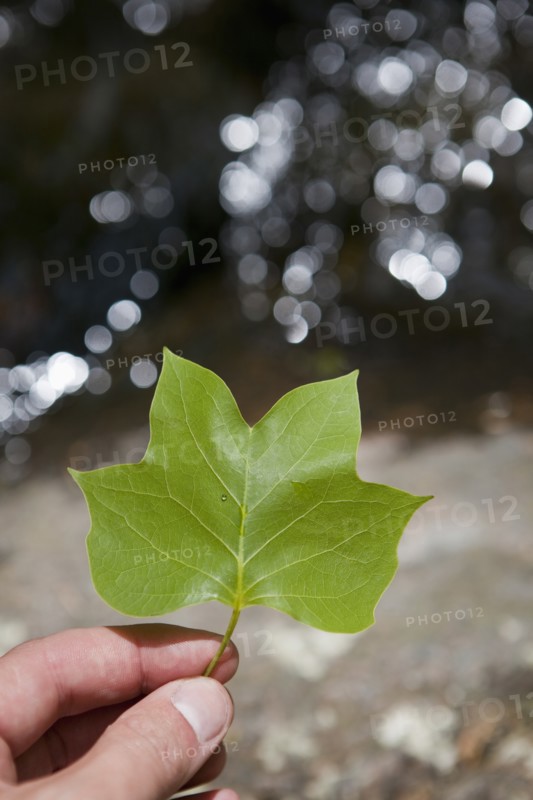 Hand holding a leaf