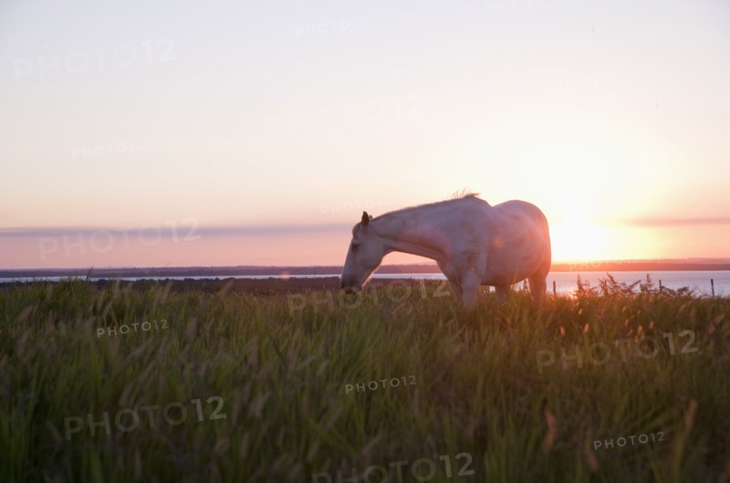 A horse in a field
