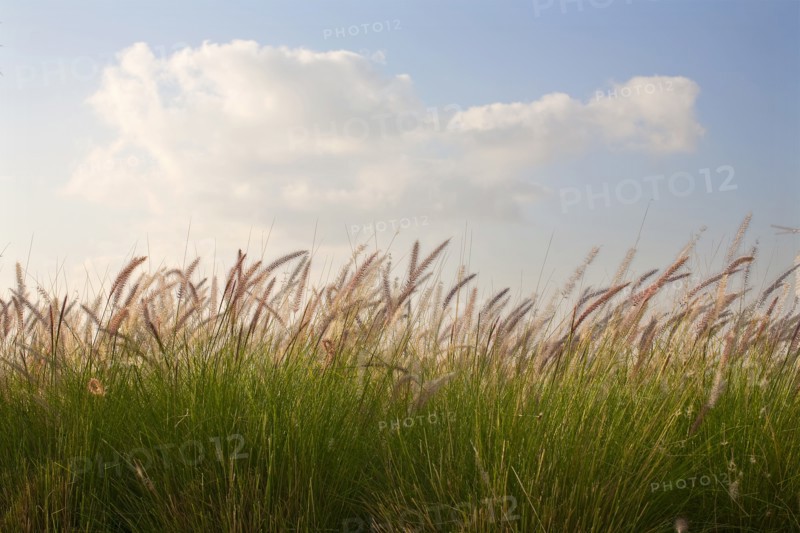 A field