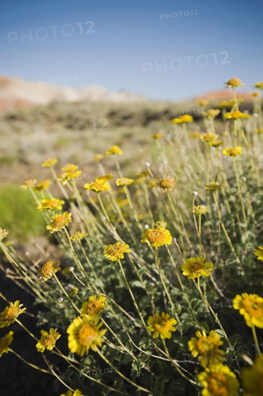 Wildflowers