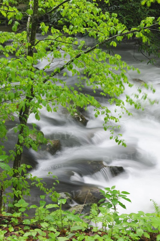 Flowing creek.