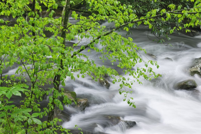 Flowing creek.