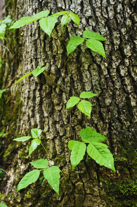A tree trunk