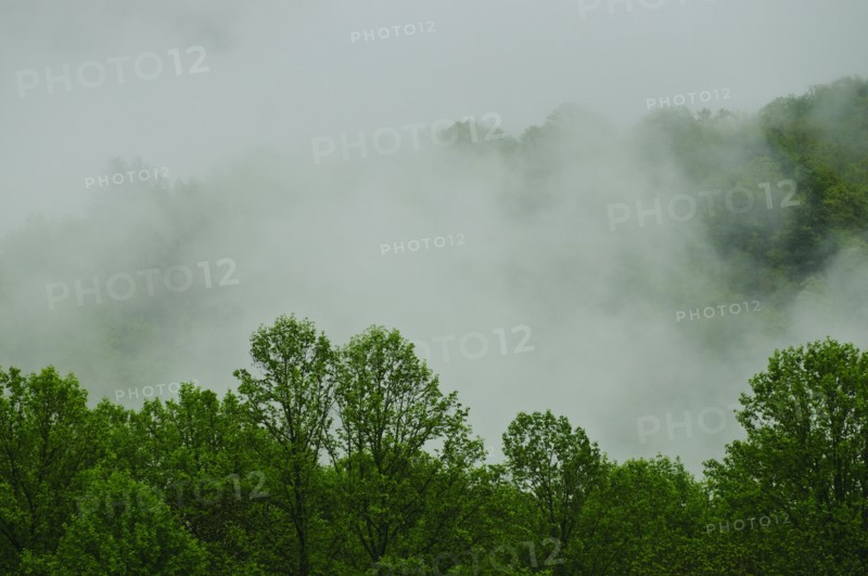 A forest of trees