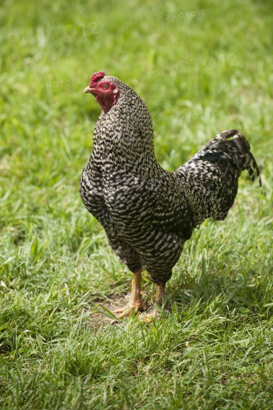 A rooster in a field.