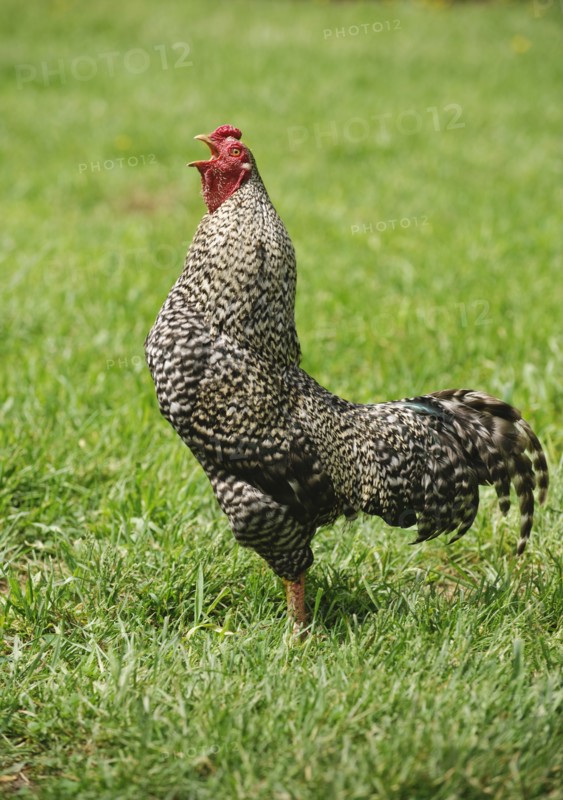 A rooster in a field.