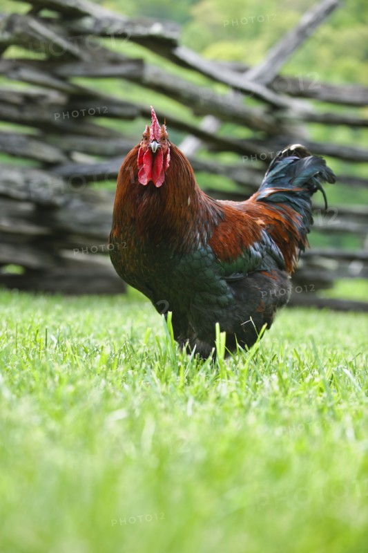 A rooster in a field near a fence.