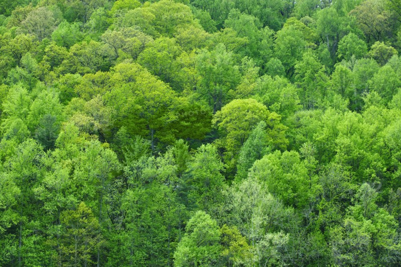 A forest of trees.