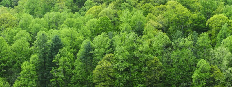 A forest of trees.