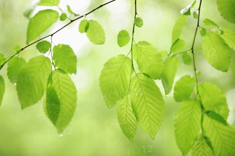 Tree branches outdoors.