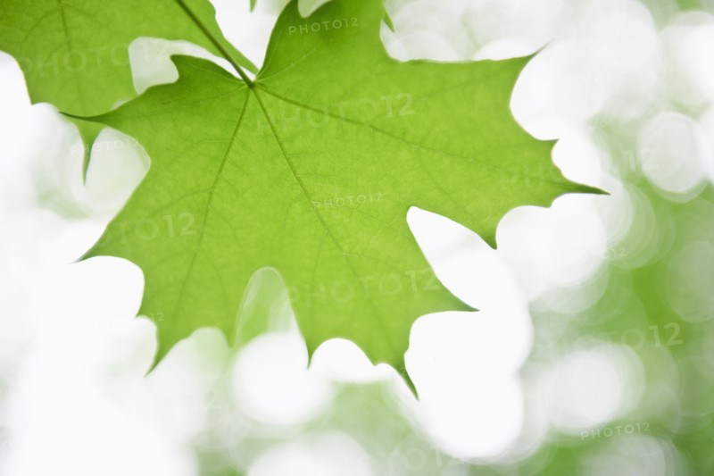 Leaves.