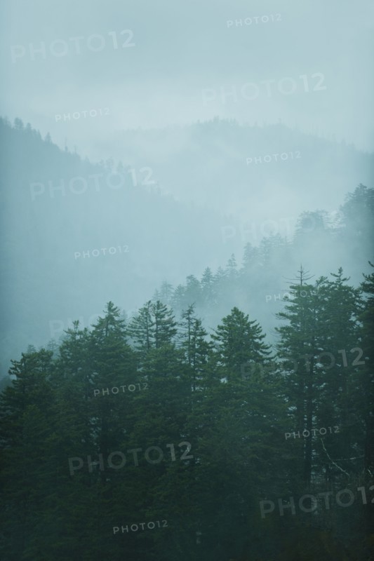 Mountain landscape with trees.