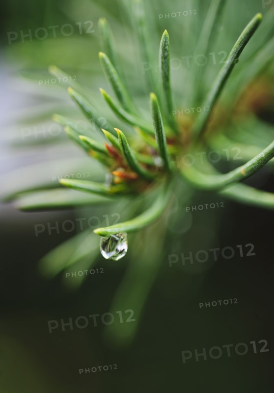 Tree branches outdoors.