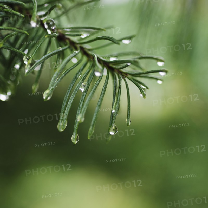 Tree branches outdoors.