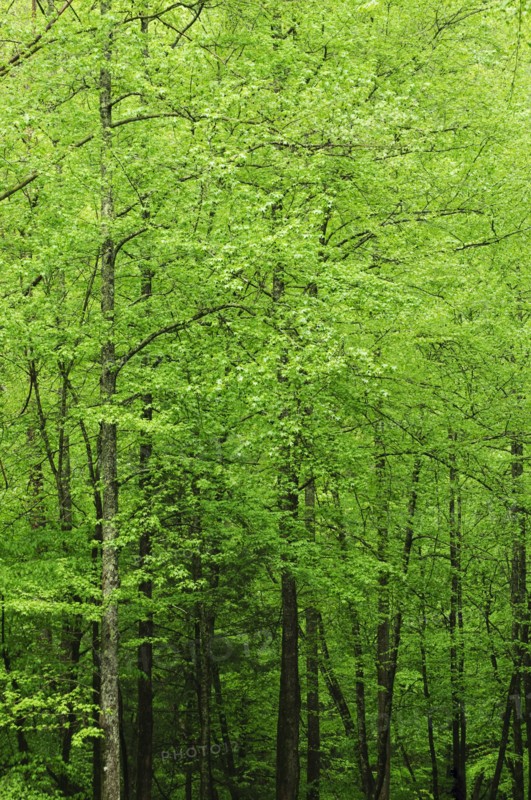 A forest of trees