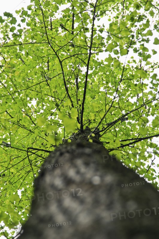 A tree